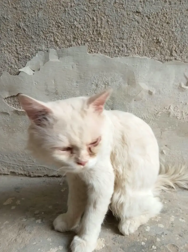 Male cat for sell — photo 3