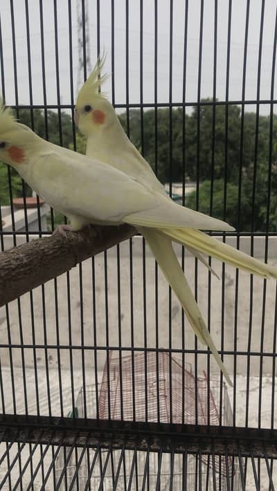 Lutino Cockatiel  Common white cocktail