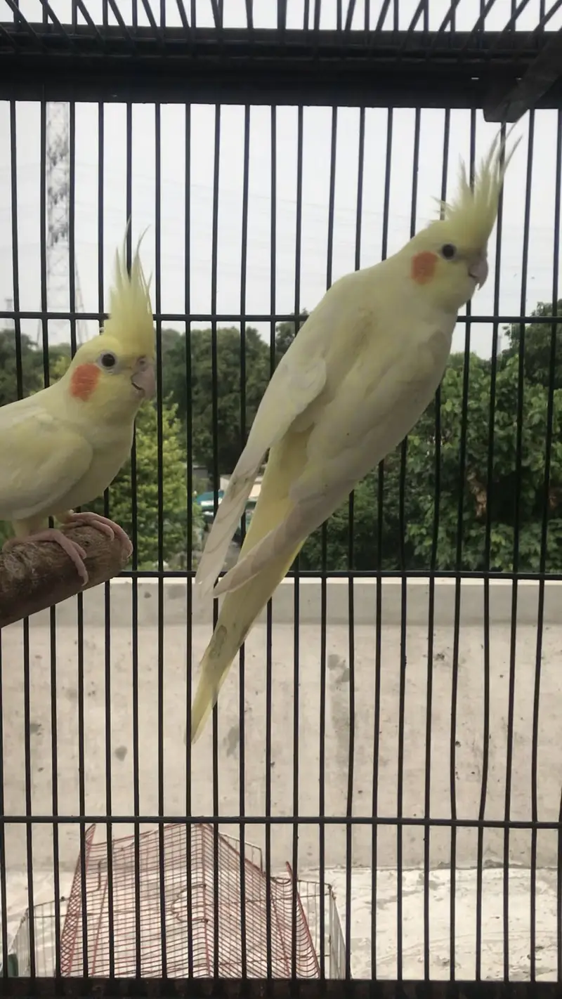 Lutino Cockatiel  Common white cocktail — photo 2