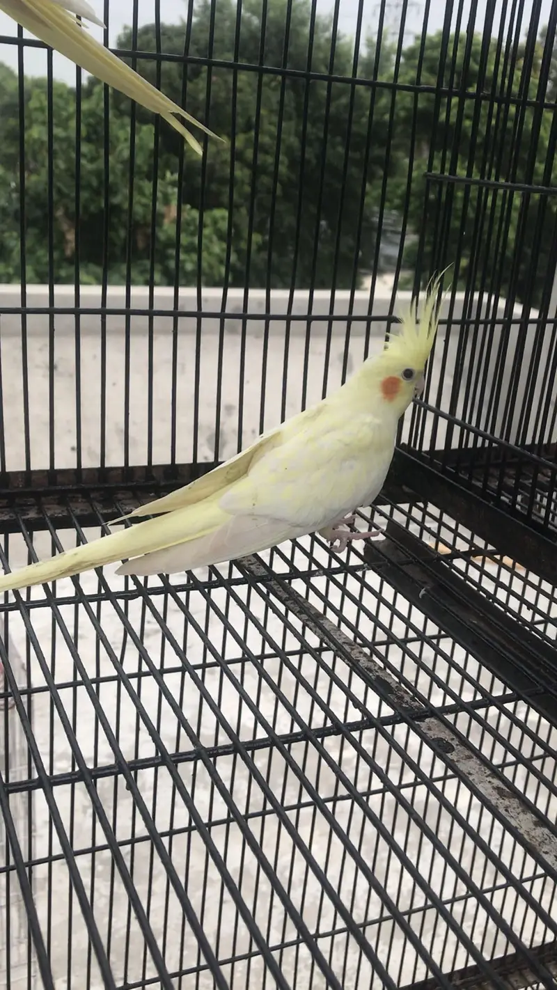 Lutino Cockatiel  Common white cocktail — photo 3