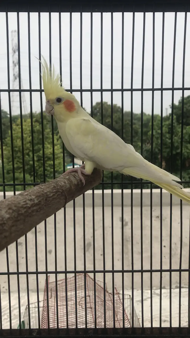 Lutino Cockatiel  Common white cocktail — photo 4