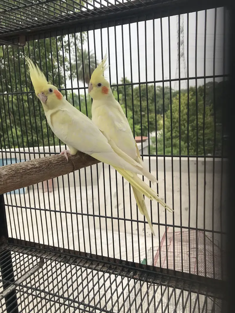 Lutino Cockatiel  Common white cocktail — photo 5