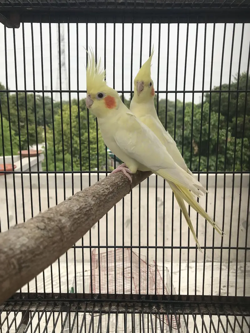 Lutino Cockatiel  Common white cocktail — photo 6