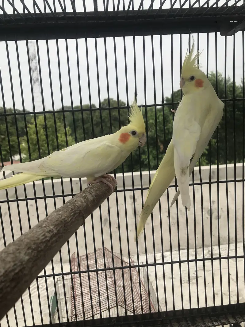 Lutino Cockatiel  Common white cocktail — photo 7