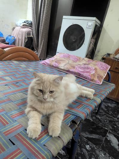 Fawn Persian male kitten