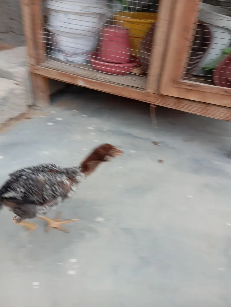 2 chuza hai active hai full — photo 2