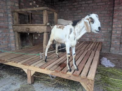 Bakra forsale