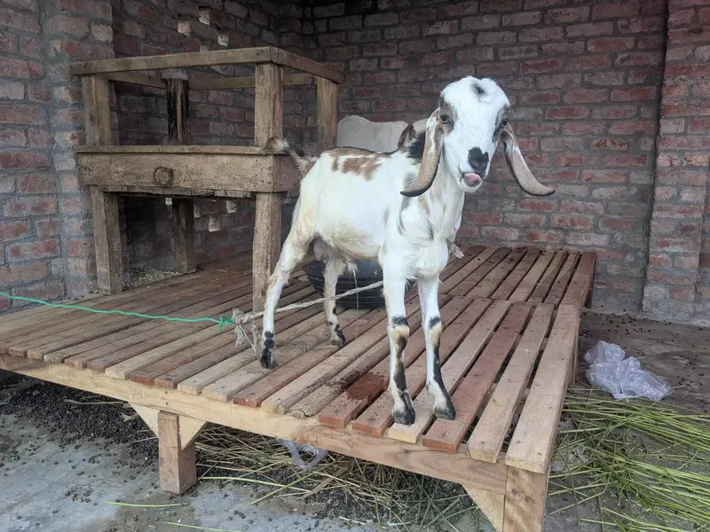 Bakra forsale — photo 2