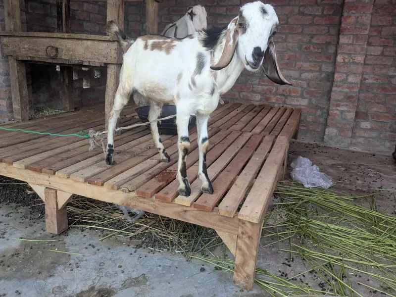 Bakra forsale — photo 3
