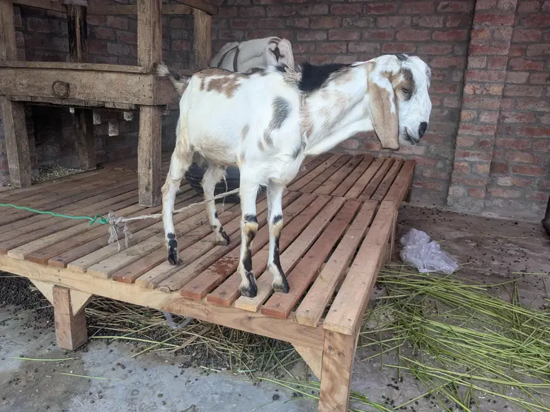 Bakra forsale — photo 4