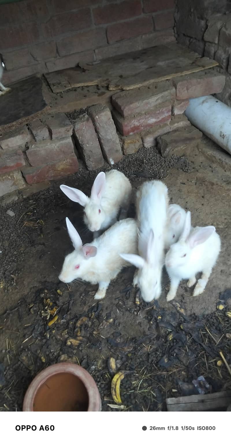 Desi Rabbit 0