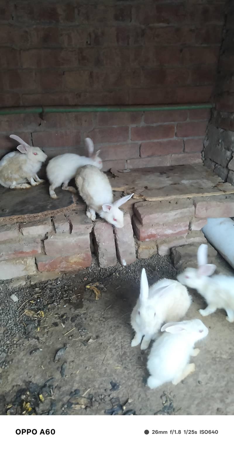 Desi Rabbit 1
