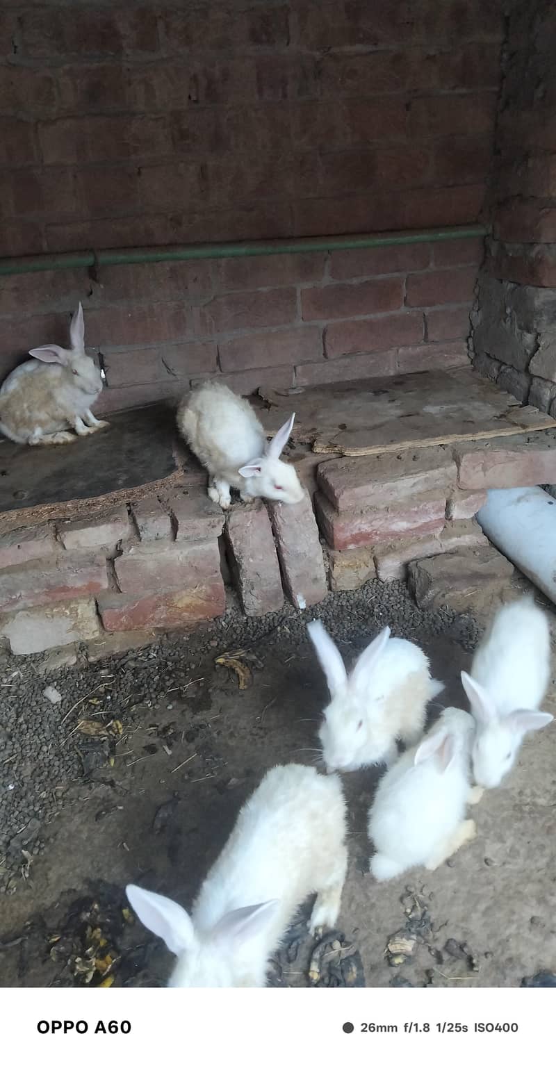 Desi Rabbit 2