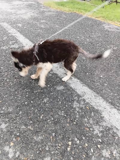 husky dog,blue eyes,healthy and active,