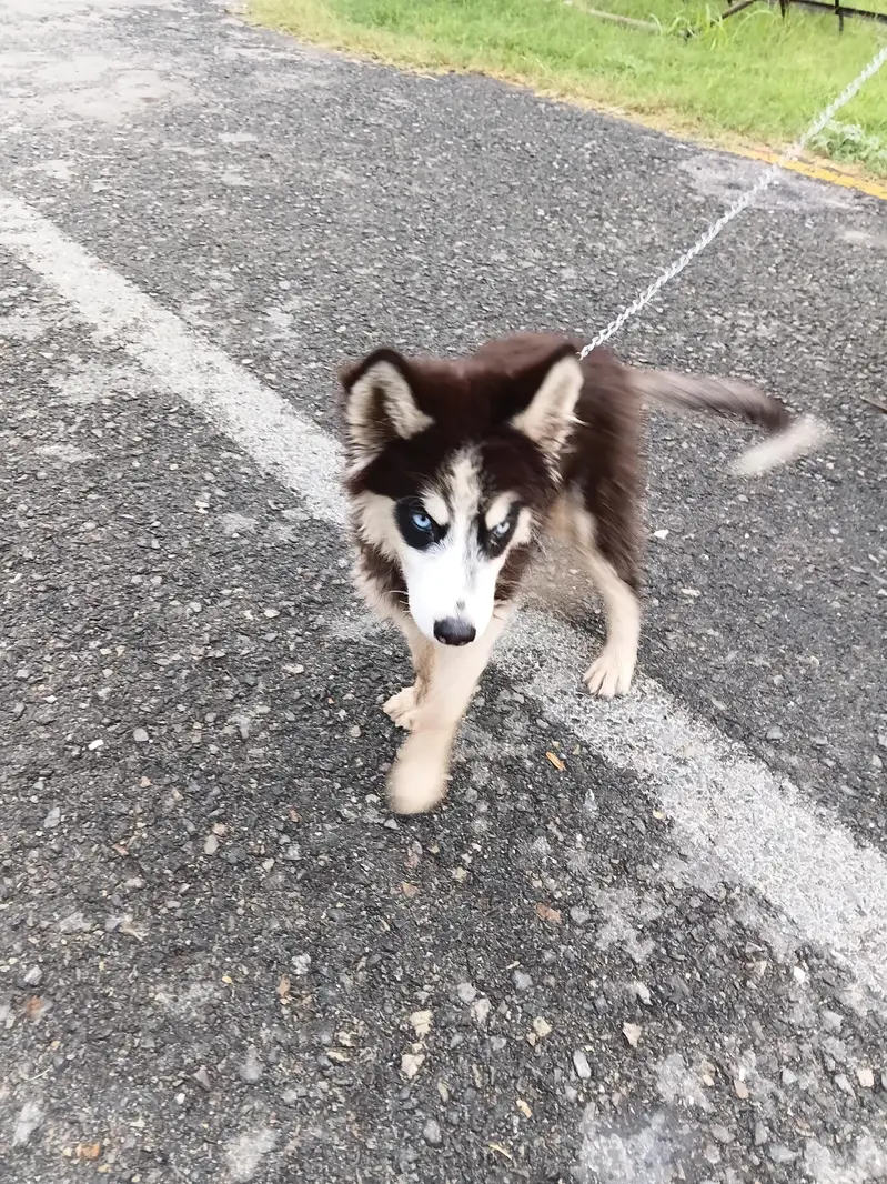 husky dog, non ptegry,long coatblue eyes,healthy and active, — photo 2