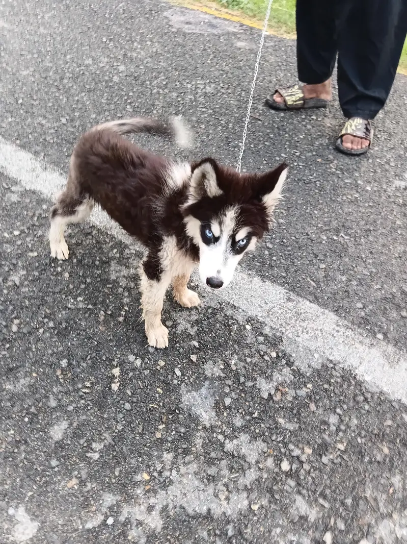 husky dog, non ptegry,long coatblue eyes,healthy and active, — photo 3