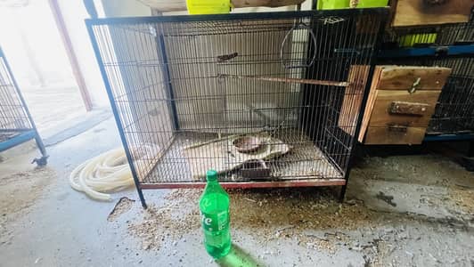 Cages of birds