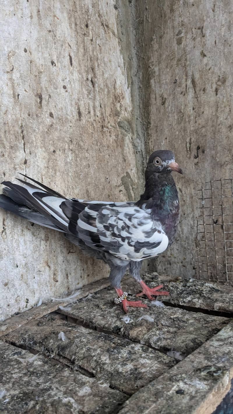 kabli kbotr 0