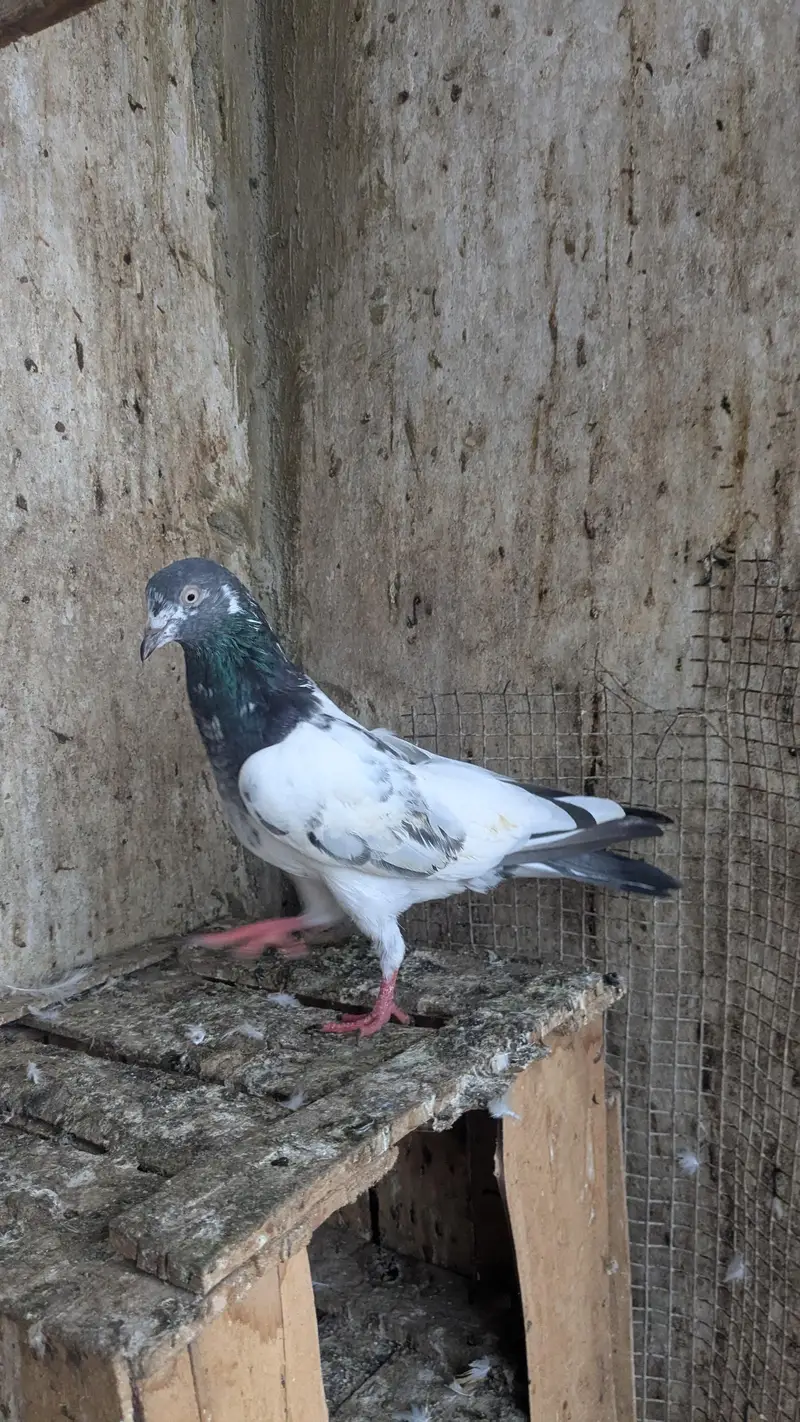 kabli kbotr — photo 6