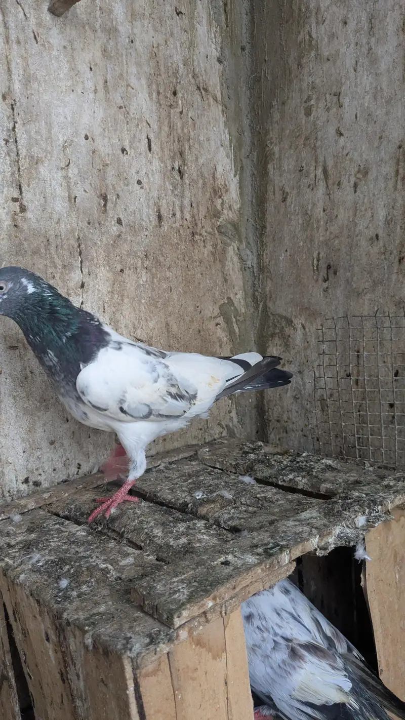 kabli kbotr — photo 7