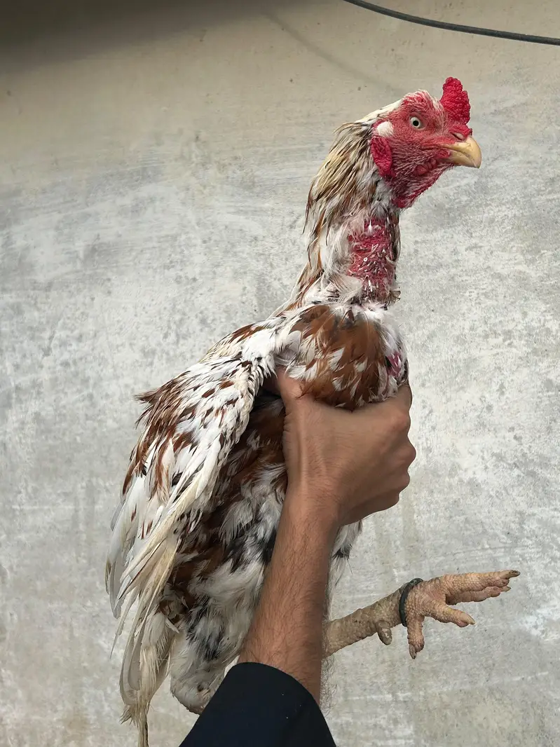 Old Blood Line Peela Cheena — photo 2