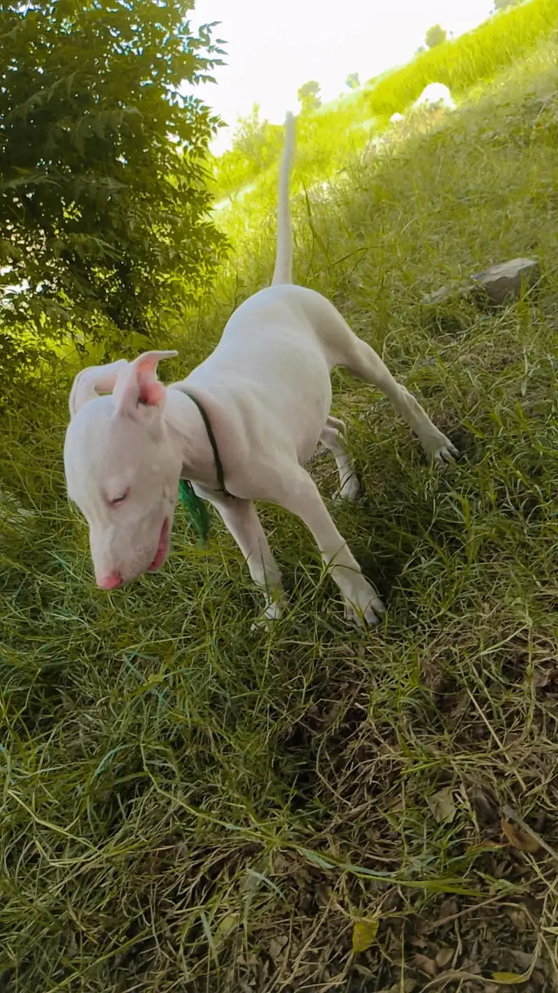 gultair dog — photo 2