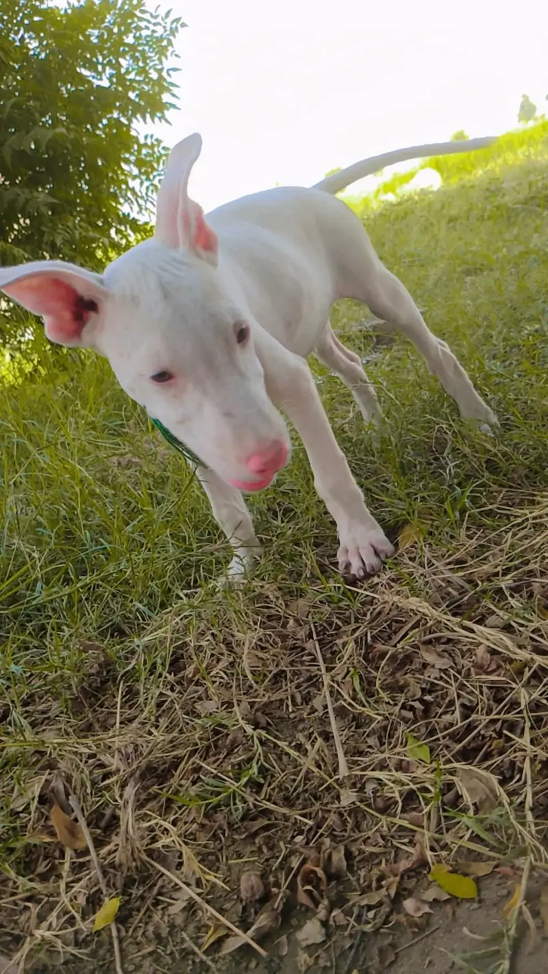 gultair dog — photo 3