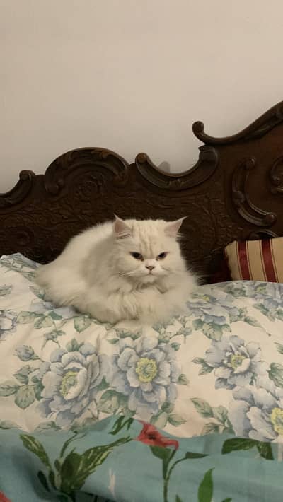 Adult White Persian Cat (5YO)
