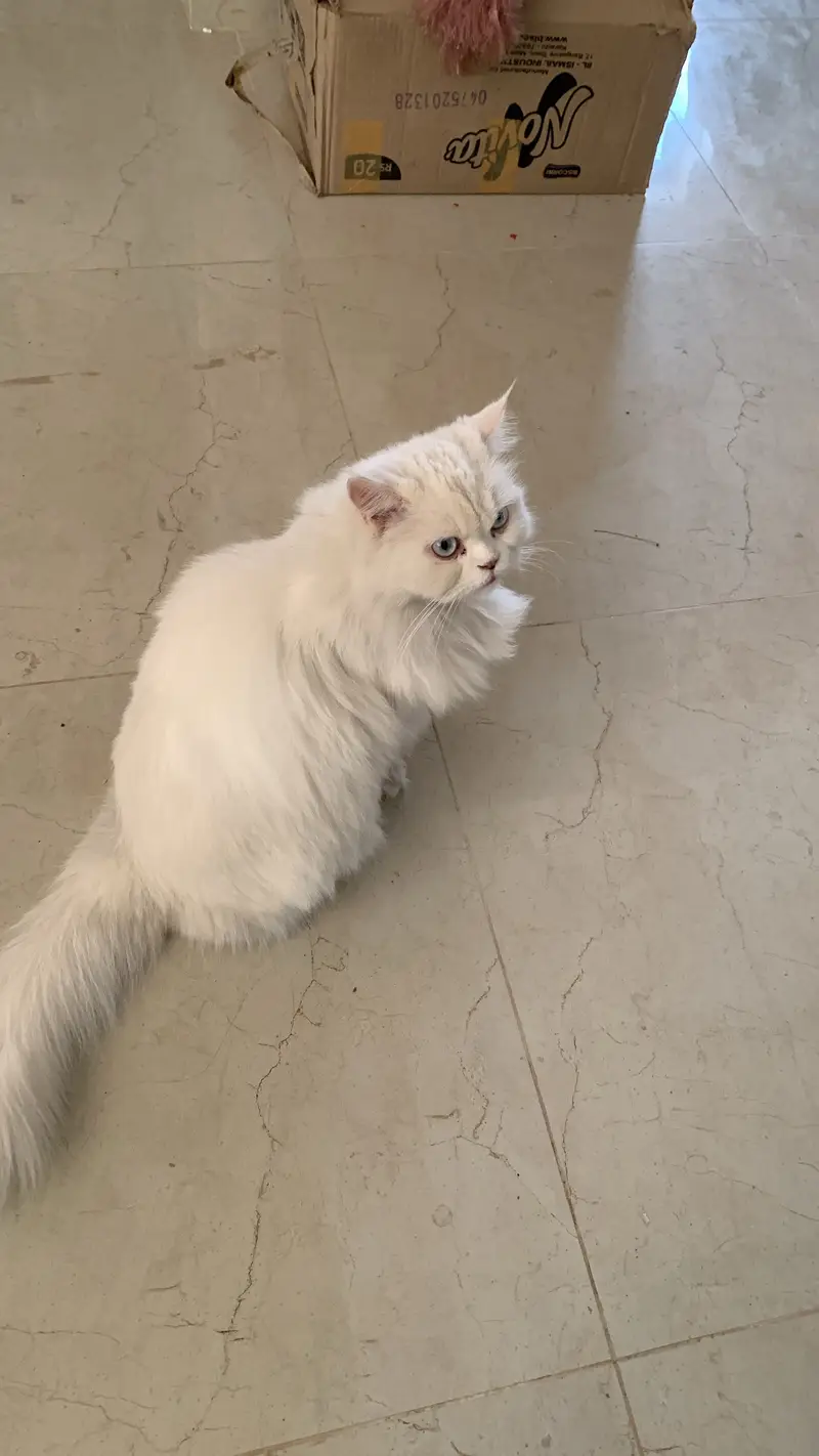 Adult White Persian Cat (5YO) — photo 2