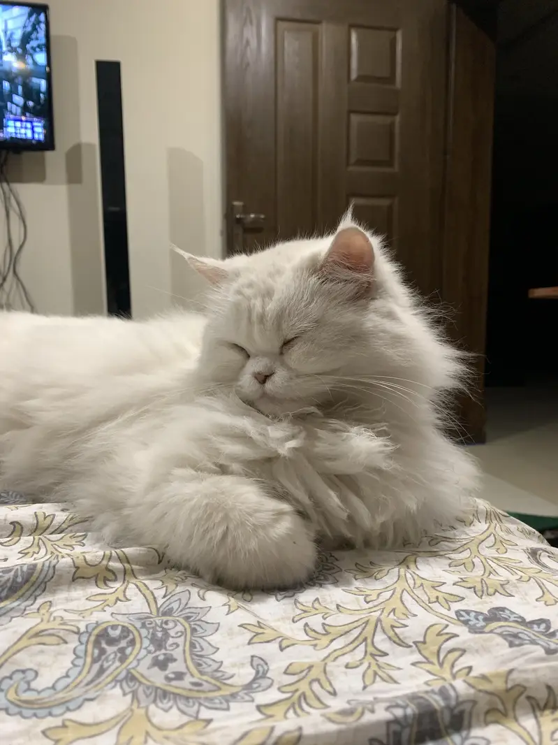 Adult White Persian Cat (5YO) — photo 3