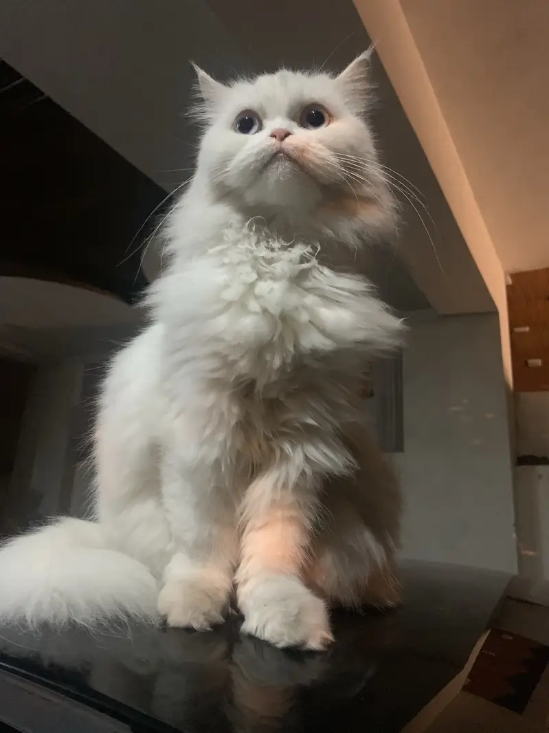 Adult White Persian Cat (5YO) — photo 4
