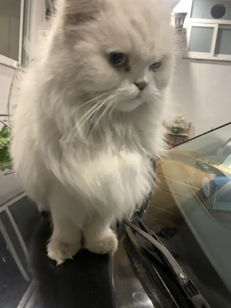 Adult White Persian Cat (5YO) — photo 5