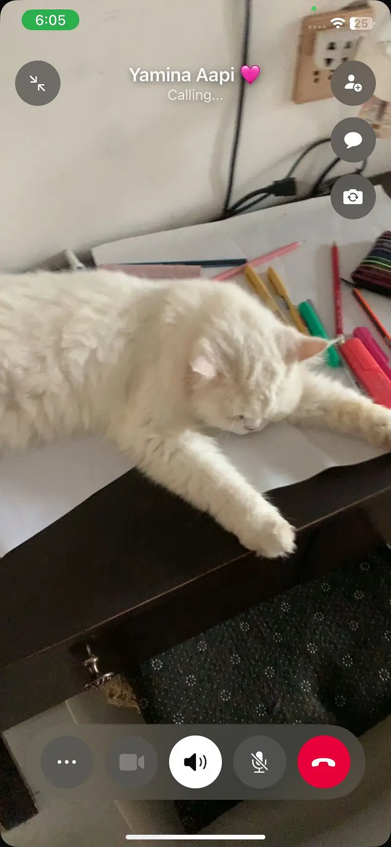 Adult White Persian Cat (5YO) — photo 6