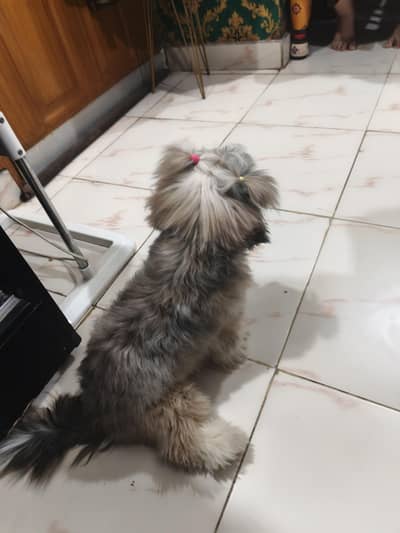 shitzu dog puppy
