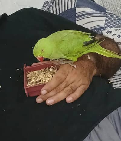 parrot طوطا