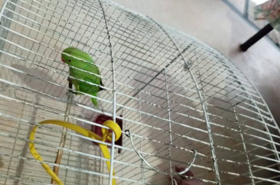 parrot طوطا 1
