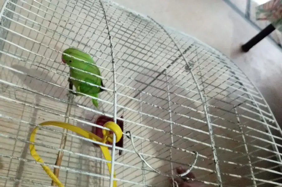 parrot طوطا — photo 2