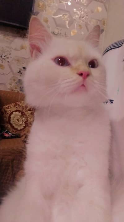 parchine cat forbsle