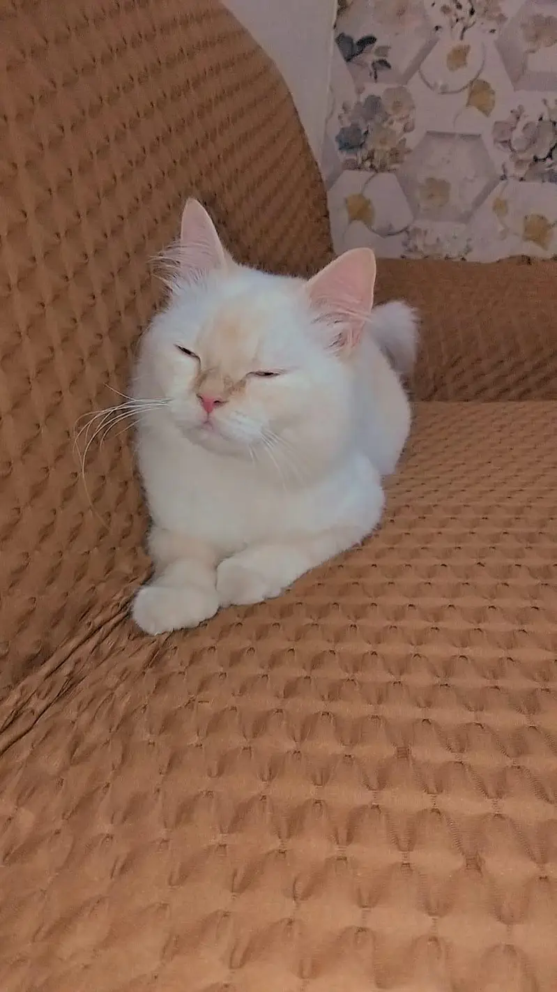 parchine cat forbsle — photo 2