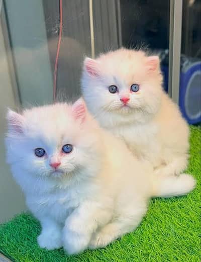 Punch face triple coat big hair kitten available