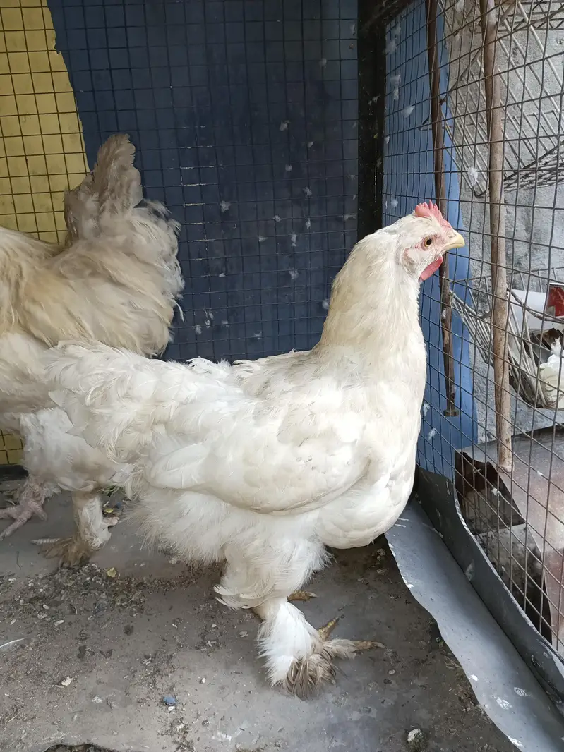 White heavy buff — photo 2