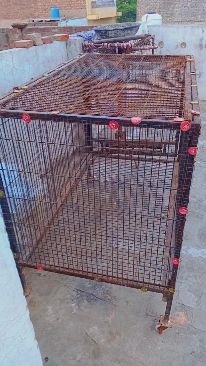 birds cage pinjra — photo 2