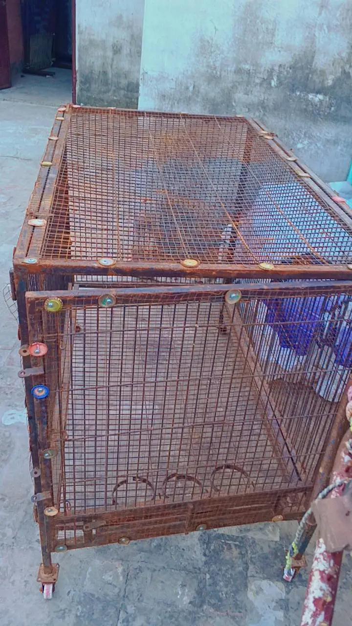 birds cage pinjra — photo 3