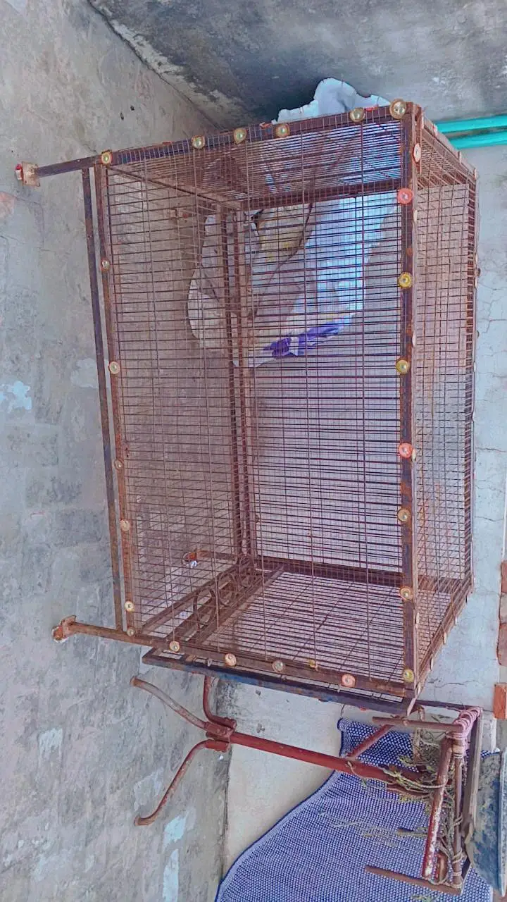 birds cage pinjra — photo 5