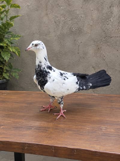 beautiful pigeon
