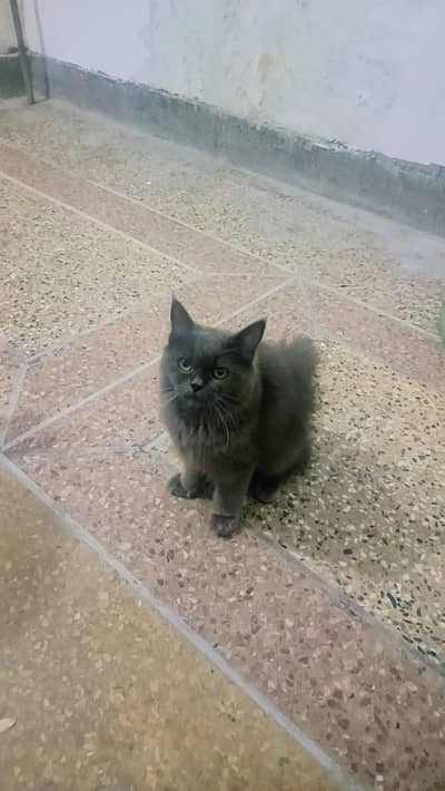 Friendly and tamed for urgent sale