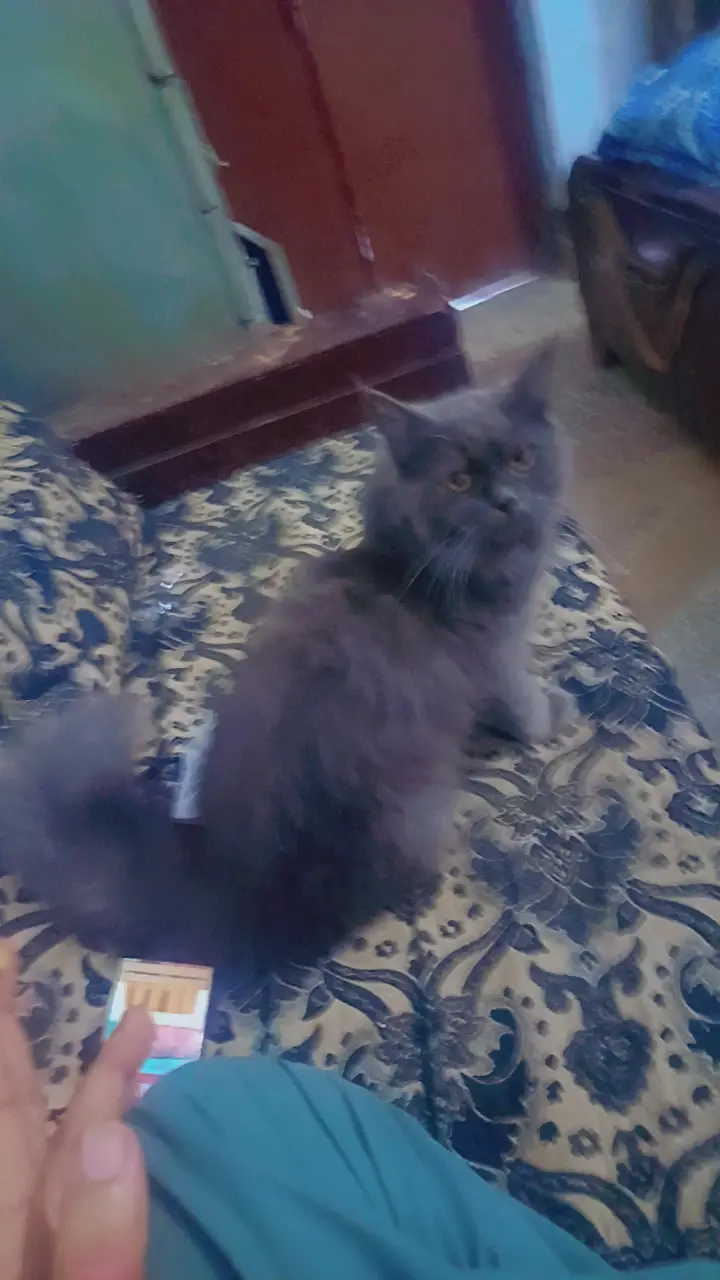 Friendly and tamed for urgent sale — photo 2