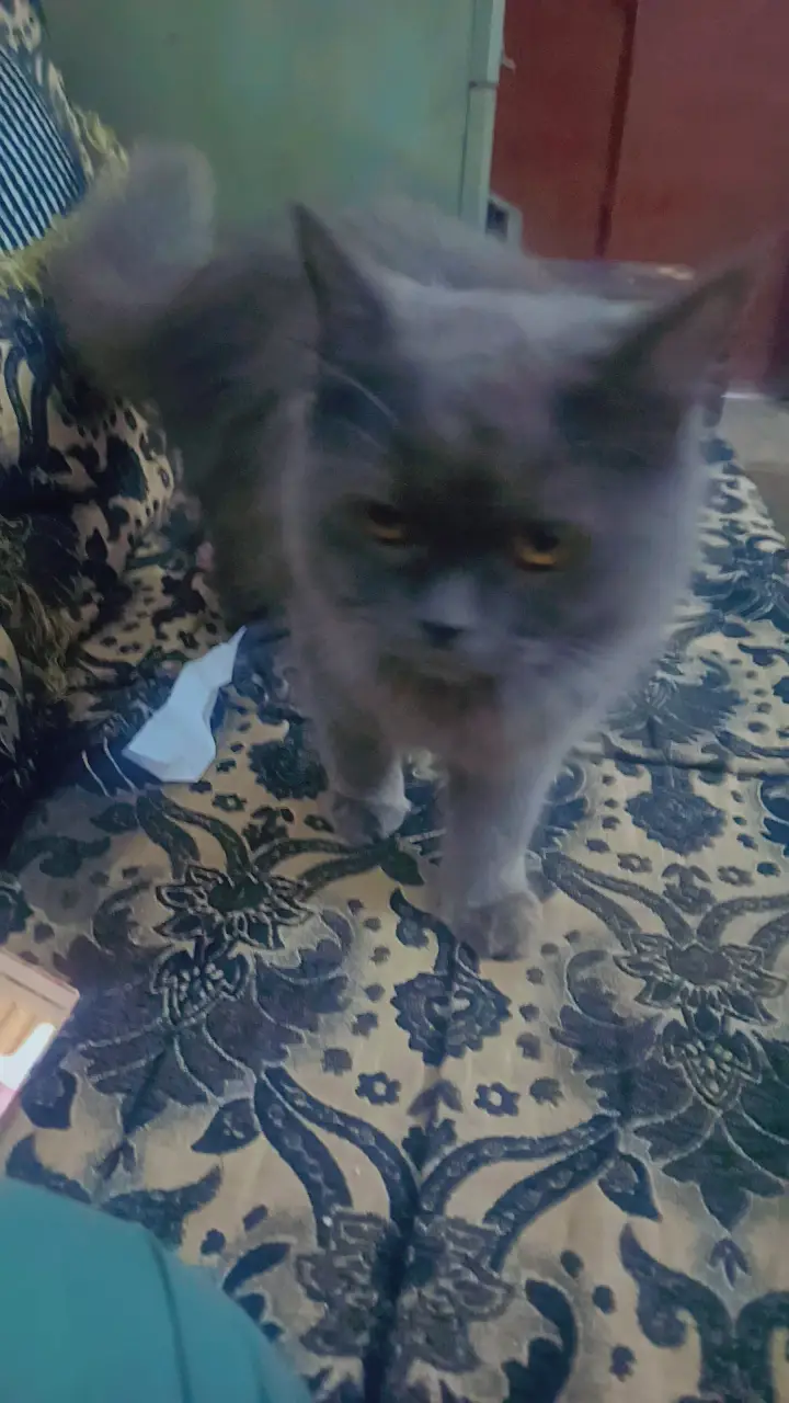 Friendly and tamed for urgent sale — photo 3