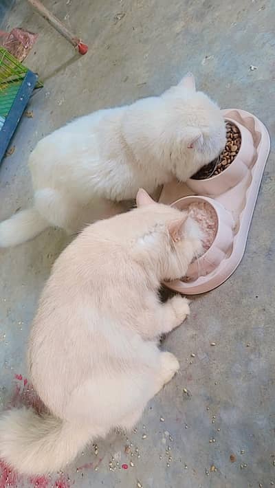 2 cute healthy cats Male Jack and female Olive for adoption