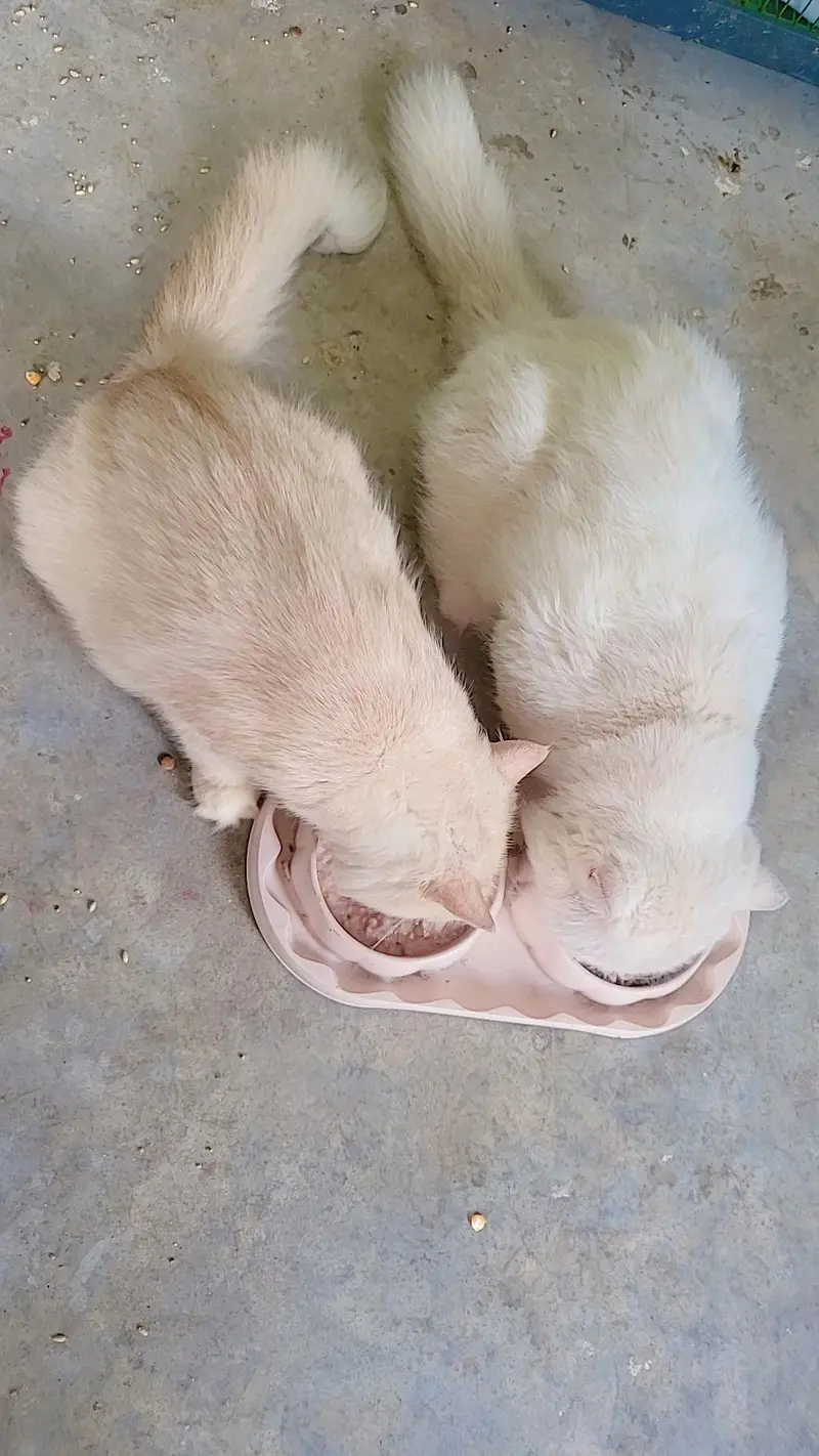 2 cute healthy cats Male Jack and female Olive for adoption — photo 2